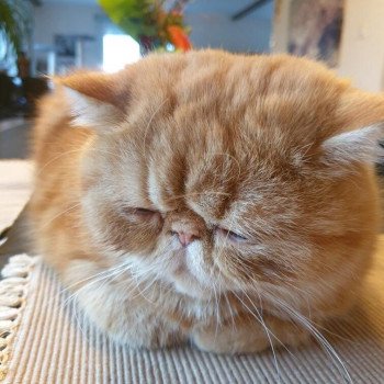 chaton Exotic Shorthair red blotched tabby Upsy Chatterie Katzarolli chaton Exotic Shorthair red blotched tabby Upsy Chatterie Katzarolli