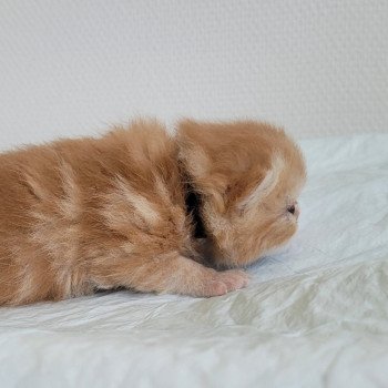 chaton Exotic Shorthair red blotched tabby collier noir Chatterie Katzarolli chaton Exotic Shorthair red blotched tabby collier noir Chatterie Katzarolli