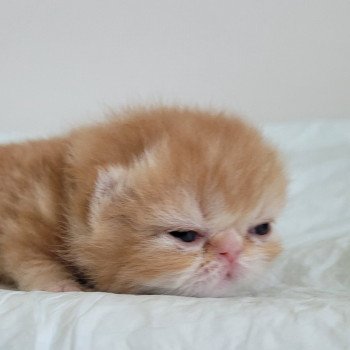 chaton Exotic Shorthair red blotched tabby collier noir Chatterie Katzarolli chaton Exotic Shorthair red blotched tabby collier noir Chatterie Katzarolli