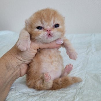 chaton Exotic Shorthair red blotched tabby collier noir Chatterie Katzarolli chaton Exotic Shorthair red blotched tabby collier noir Chatterie Katzarolli