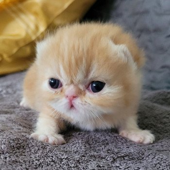 chaton Exotic Shorthair red blotched tabby collier noir Chatterie Katzarolli chaton Exotic Shorthair red blotched tabby collier noir Chatterie Katzarolli