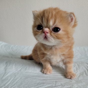chaton Exotic Shorthair red blotched tabby collier noir Chatterie Katzarolli chaton Exotic Shorthair red blotched tabby collier noir Chatterie Katzarolli