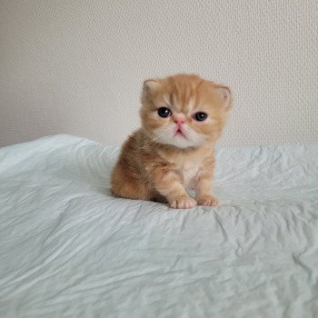 chaton Exotic Shorthair red blotched tabby collier noir Chatterie Katzarolli chaton Exotic Shorthair red blotched tabby collier noir Chatterie Katzarolli