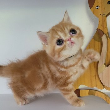 chaton Exotic Shorthair red blotched tabby Upsy Chatterie Katzarolli