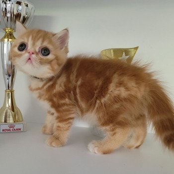 chaton Exotic Shorthair red blotched tabby Upsy Chatterie Katzarolli