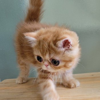 chaton Exotic Shorthair red blotched tabby Upsy Chatterie Katzarolli