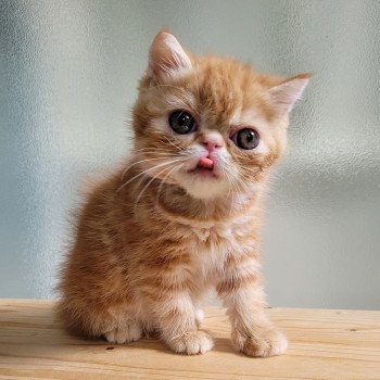 chaton Exotic Shorthair red blotched tabby Upsy Chatterie Katzarolli