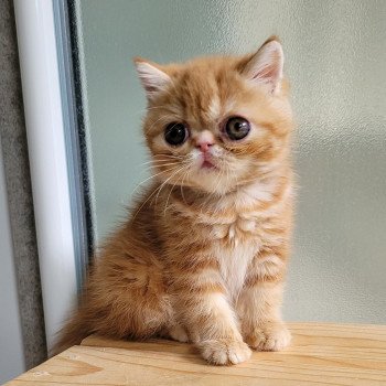 chaton Exotic Shorthair red blotched tabby Upsy Chatterie Katzarolli