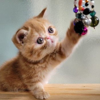 chaton Exotic Shorthair red blotched tabby Upsy Chatterie Katzarolli chaton Exotic Shorthair red blotched tabby Upsy Chatterie Katzarolli