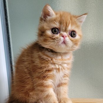 chaton Exotic Shorthair red blotched tabby Upsy Chatterie Katzarolli