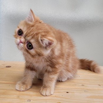 chaton Exotic Shorthair red blotched tabby Upsy Chatterie Katzarolli