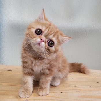 chaton Exotic Shorthair red blotched tabby Upsy Chatterie Katzarolli