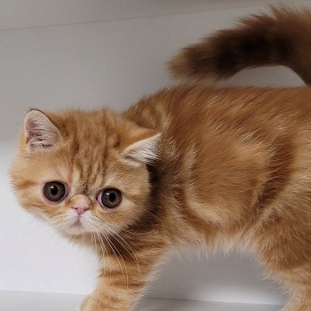 chaton Exotic Shorthair red blotched tabby Upsy Chatterie Katzarolli chaton Exotic Shorthair red blotched tabby Upsy Chatterie Katzarolli