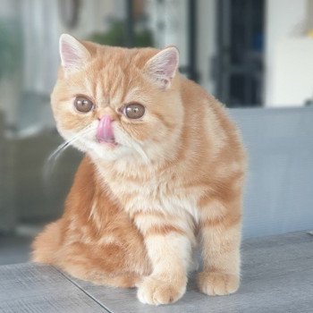 chaton Exotic Shorthair red blotched tabby Upsy Chatterie Katzarolli