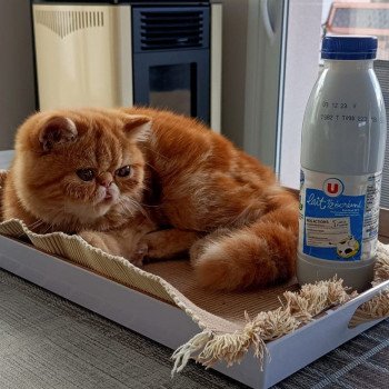 chaton Exotic Shorthair red blotched tabby Upsy Chatterie Katzarolli chaton Exotic Shorthair red blotched tabby Upsy Chatterie Katzarolli