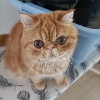 chaton Exotic Shorthair red blotched tabby Upsy Chatterie Katzarolli chaton Exotic Shorthair red blotched tabby Upsy Chatterie Katzarolli
