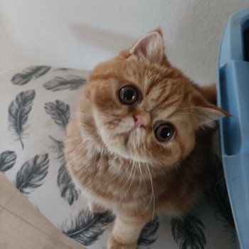 chaton Exotic Shorthair red blotched tabby Upsy Chatterie Katzarolli