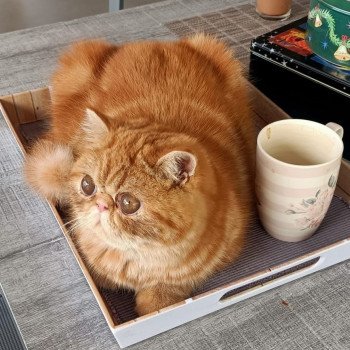 chaton Exotic Shorthair red blotched tabby Upsy Chatterie Katzarolli chaton Exotic Shorthair red blotched tabby Upsy Chatterie Katzarolli