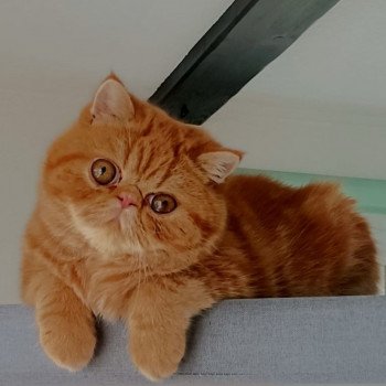 chaton Exotic Shorthair red blotched tabby Upsy Chatterie Katzarolli