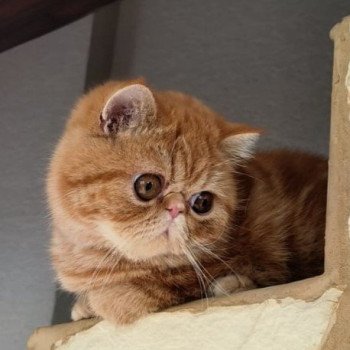 chaton Exotic Shorthair red blotched tabby Upsy Chatterie Katzarolli