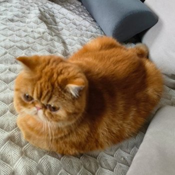 chaton Exotic Shorthair red blotched tabby Upsy Chatterie Katzarolli