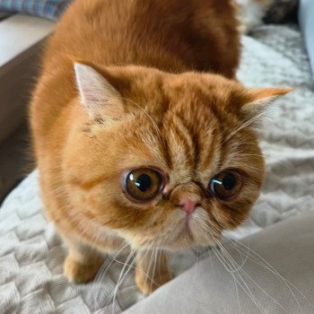 chaton Exotic Shorthair red blotched tabby Upsy Chatterie Katzarolli