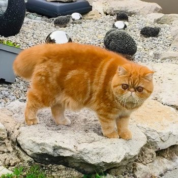 chaton Exotic Shorthair red blotched tabby Upsy Chatterie Katzarolli chaton Exotic Shorthair red blotched tabby Upsy Chatterie Katzarolli
