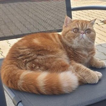 chaton Exotic Shorthair red blotched tabby Upsy Chatterie Katzarolli chaton Exotic Shorthair red blotched tabby Upsy Chatterie Katzarolli
