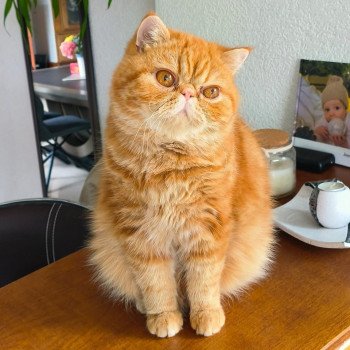 chaton Exotic Shorthair red blotched tabby Upsy Chatterie Katzarolli chaton Exotic Shorthair red blotched tabby Upsy Chatterie Katzarolli