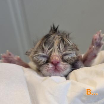 chaton Exotic Shorthair brown tortie blotched tabby Collier orange Chatterie Katzarolli