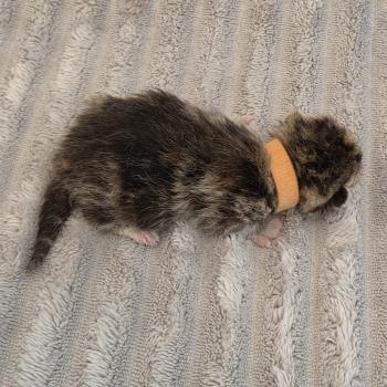 chaton Exotic Shorthair brown tortie blotched tabby Collier orange Chatterie Katzarolli