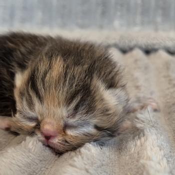 chaton Exotic Shorthair brown tortie blotched tabby Collier orange Chatterie Katzarolli