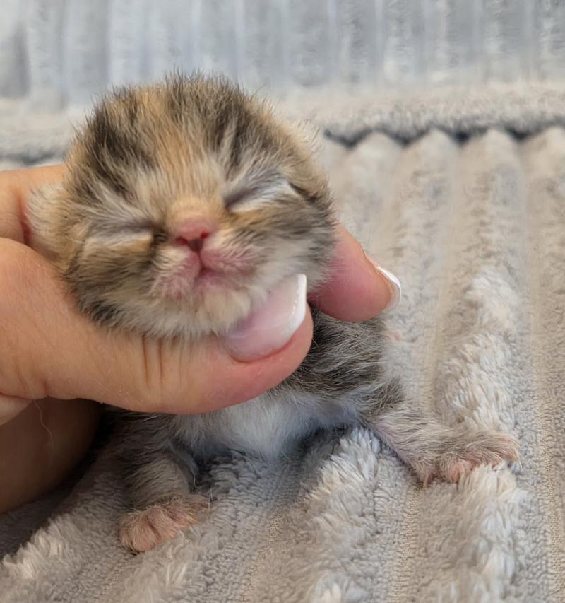 Collier orange Femelle Exotic Shorthair