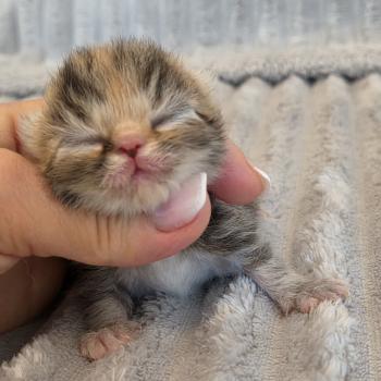 chaton Exotic Shorthair brown tortie blotched tabby Collier orange Chatterie Katzarolli