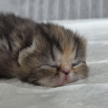 chaton Exotic Shorthair brown tortie blotched tabby Collier orange Chatterie Katzarolli