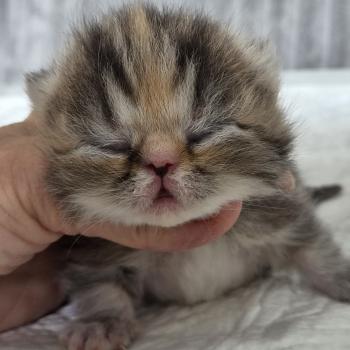 chaton Exotic Shorthair brown tortie blotched tabby Collier orange Chatterie Katzarolli