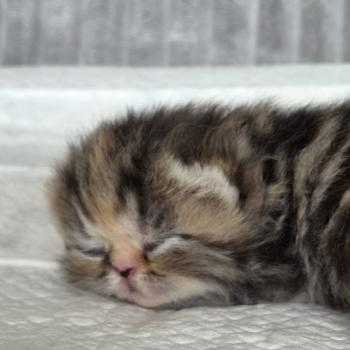 chaton Exotic Shorthair brown tortie blotched tabby Collier orange Chatterie Katzarolli