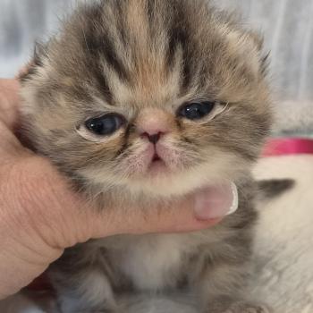 chaton Exotic Shorthair brown tortie blotched tabby Collier orange Chatterie Katzarolli