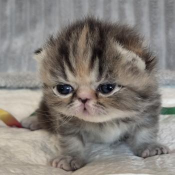 chaton Exotic Shorthair brown tortie blotched tabby Collier orange Chatterie Katzarolli