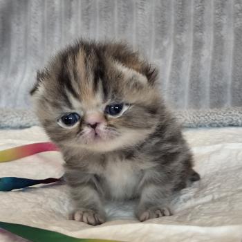 chaton Exotic Shorthair brown tortie blotched tabby Collier orange Chatterie Katzarolli