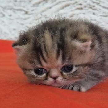 chaton Exotic Shorthair brown tortie blotched tabby Collier orange Chatterie Katzarolli