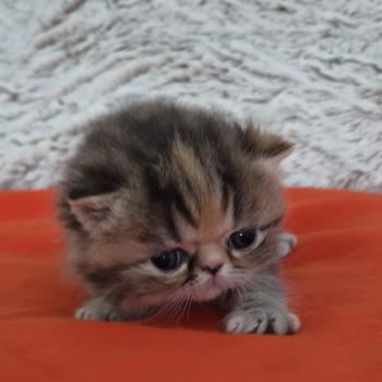 chaton Exotic Shorthair brown tortie blotched tabby Collier orange Chatterie Katzarolli