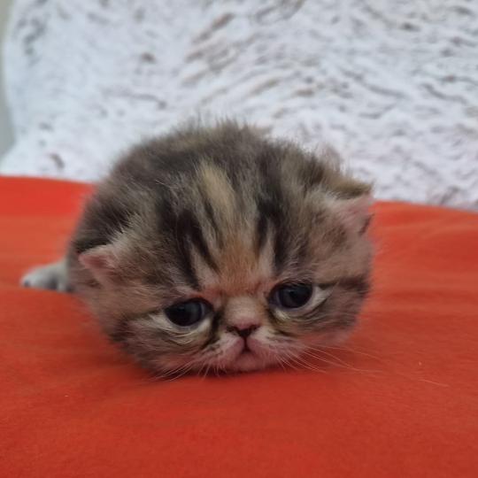 Collier orange Femelle Exotic Shorthair