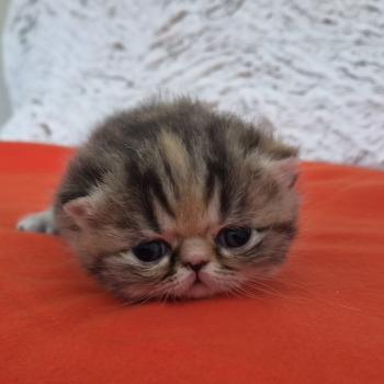 chaton Exotic Shorthair brown tortie blotched tabby Collier orange Chatterie Katzarolli