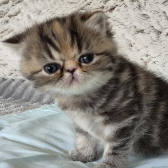 Collier orange Femelle Exotic Shorthair