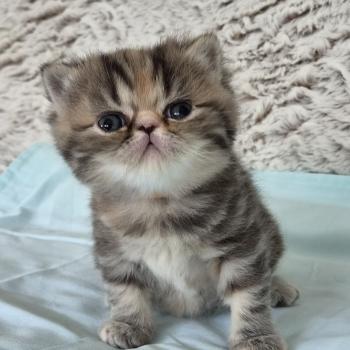 chaton Exotic Shorthair brown tortie blotched tabby Collier orange Chatterie Katzarolli