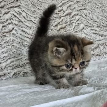 chaton Exotic Shorthair brown tortie blotched tabby Collier orange Chatterie Katzarolli