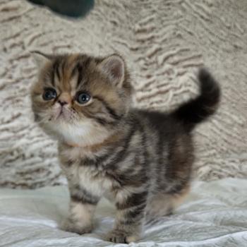 chaton Exotic Shorthair brown tortie blotched tabby Collier orange Chatterie Katzarolli