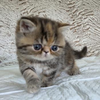 chaton Exotic Shorthair brown tortie blotched tabby Collier orange Chatterie Katzarolli