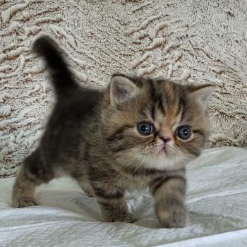 chaton Exotic Shorthair brown tortie blotched tabby Collier orange Chatterie Katzarolli